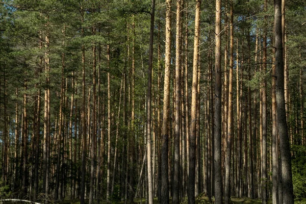 Baumstamm Strukturierte Hintergrundmuster Sonnenbeschienene Sommerszene Wald Mit Grünem Laub — Stockfoto