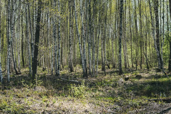 Ağaç Gövde Dokulu Arka Plan Deseni Orman Yeşil Bitki Örtüsü — Stok fotoğraf