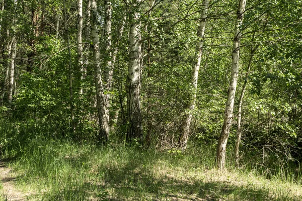 ツリー トランク織り目加工の背景パターン 緑の葉を持つ林の日当たりの良い夏のシーン — ストック写真