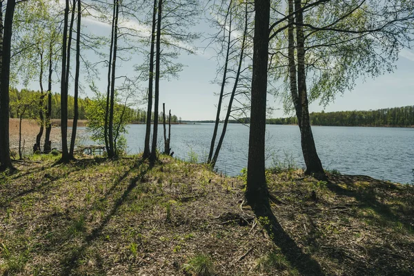 Tree Trunk Texturerat Bakgrundsmönster Soliga Sommar Scen Skogen Med Grön — Stockfoto