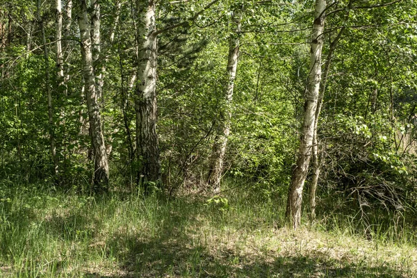 Drzewo Tułowia Teksturowanej Tło Wzór Słoneczne Lato Scena Lesie Liści — Zdjęcie stockowe