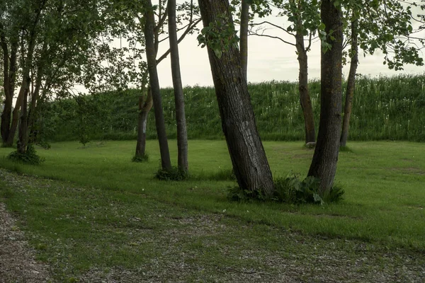 Baumstamm Strukturierte Hintergrundmuster Sonnenbeschienene Sommerszene Wald Mit Grünem Laub — Stockfoto