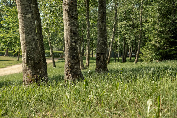 tree trunk textured background pattern. sunlit summer scene in forest with green vegetation foliage