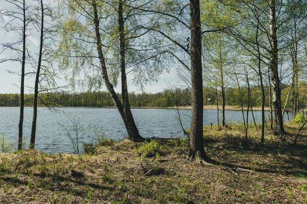 Tree Trunk Texturerat Bakgrundsmönster Soliga Sommar Scen Skogen Med Grön — Stockfoto