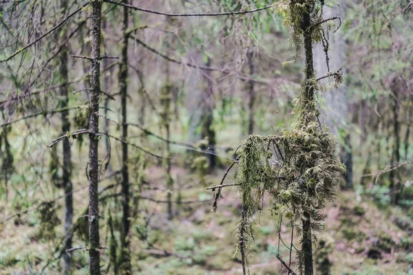 Stromu Kmen Texturou Pozadí Vzorek Prosluněné Letní Scéna Lese Zeleň — Stock fotografie