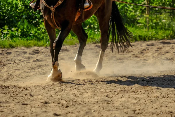 Bruin Paard Voeten Maken Van Stof Zand Veld Galop Uitgevoerd — Stockfoto