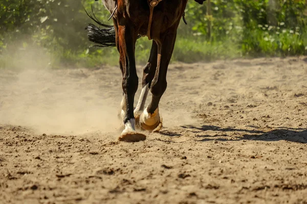 Коричневые Лошадиные Ноги Пыль Песчаном Поле Бег Гипсом Летом — стоковое фото