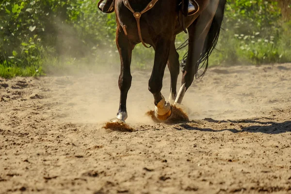 Bruin Paard Voeten Maken Van Stof Zand Veld Galop Uitgevoerd — Stockfoto