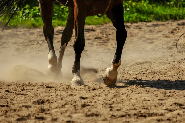 Hnědý Kůň Nohy Takže Prach Poli Písku Létě Běží Tryskem — Stock fotografie