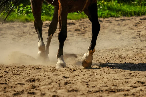 Brown Horse Feet Making Dust Sand Field Running Gallop Summer — Stock Photo, Image