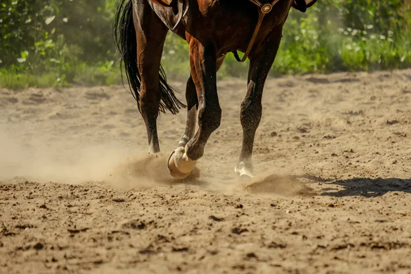 Pés Cavalo Marrom Fazendo Poeira Campo Areia Correndo Galope Verão — Fotografia de Stock