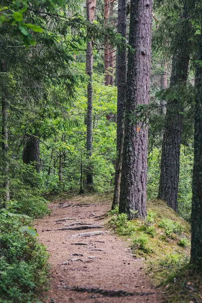 Ağaç Gövde Dokulu Arka Plan Deseni Orman Yeşil Bitki Örtüsü — Stok fotoğraf
