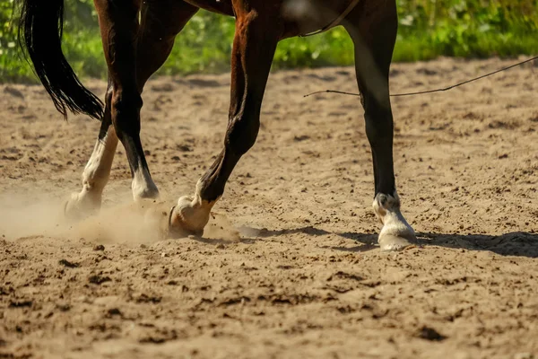 Brązowy Koń Stopy Wykonaniem Kurz Piasek Pole Systemem Galop Lecie — Zdjęcie stockowe