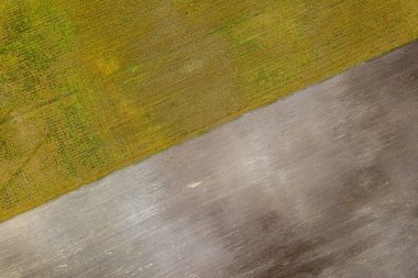 drone görüntü. alanlar ve yalnız ağaçlar ile kırsal alan hava görünümünü. dokulu arka plan, Letonya güneşli bir günde