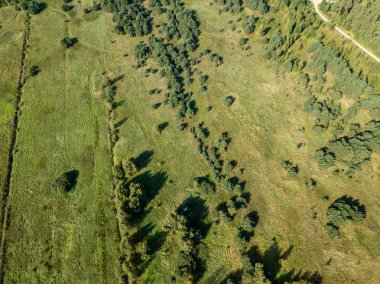 drone görüntü. alanlar ve yalnız ağaçlar ile kırsal alan hava görünümünü. dokulu arka plan, Letonya güneşli bir günde