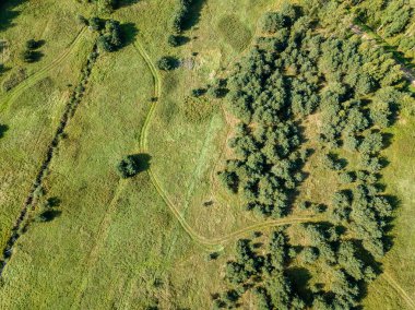 drone görüntü. alanlar ve yalnız ağaçlar ile kırsal alan hava görünümünü. dokulu arka plan, Letonya güneşli bir günde