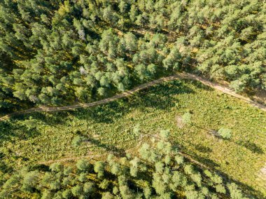 drone görüntü. kırsal çakıl yol yeşil orman ve ağaçları ile yukarıdan gölgelerde güneşli yaz günü hava görünümünü. Letonya