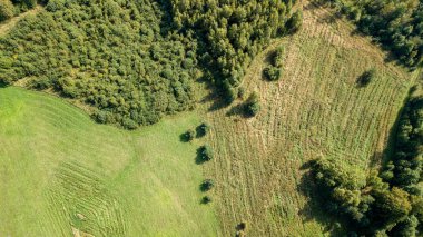 drone görüntü. alanlar ve yalnız ağaçlar ile kırsal alan hava görünümünü. dokulu arka plan, Letonya güneşli bir günde