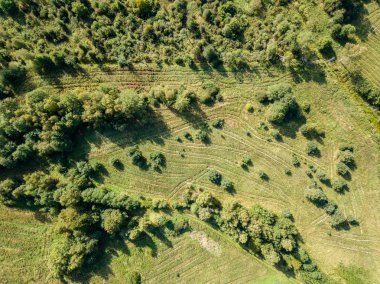 drone görüntü. alanlar ve yalnız ağaçlar ile kırsal alan hava görünümünü. dokulu arka plan, Letonya güneşli bir günde