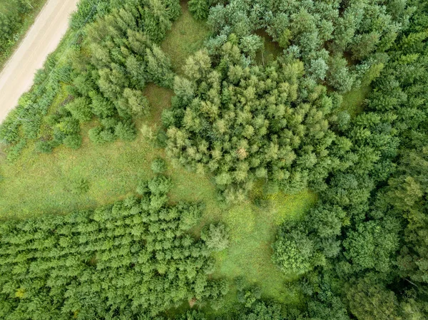 Drone Image Aerial View Rural Gravel Road Green Forest Trees — Stock Photo, Image