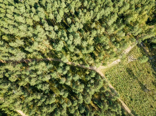 drone image. aerial view of rural gravel road in green forest and trees with shadows from above in sunny summer day. latvia