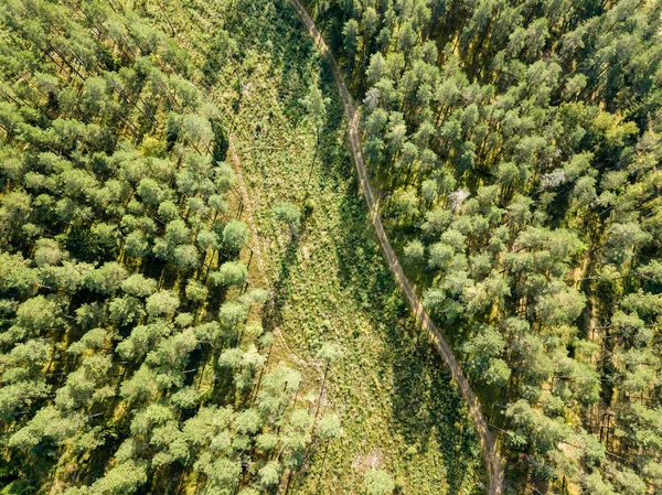 drone image. aerial view of rural gravel road in green forest and trees with shadows from above in sunny summer day. latvia