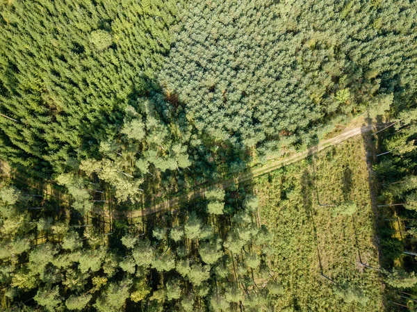 drone image. aerial view of rural gravel road in green forest and trees with shadows from above in sunny summer day. latvia