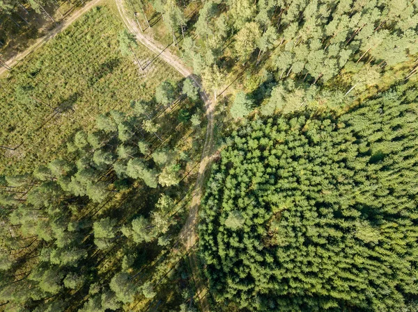 ドローンのイメージ 緑の森の木の上から影で日当たりの良い夏の日に田舎の砂利道の空撮 ラトビア — ストック写真