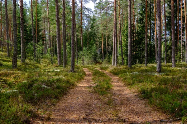 Camino Grava Simple País Verano Bosque Rural Con Árboles Alrededor —  Fotos de Stock