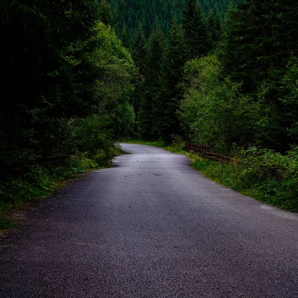 Semplice Strada Sterrata Campagna Estate Nella Foresta Campagna Con Alberi — Foto Stock