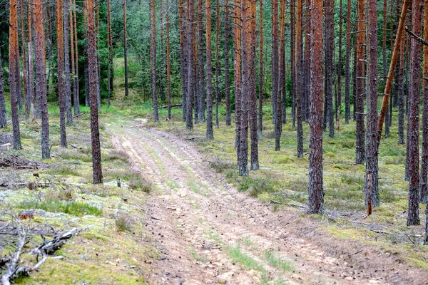 Eenvoudig Grind Landweg Zomer Het Platteland Bos Met Bomen Rond — Stockfoto