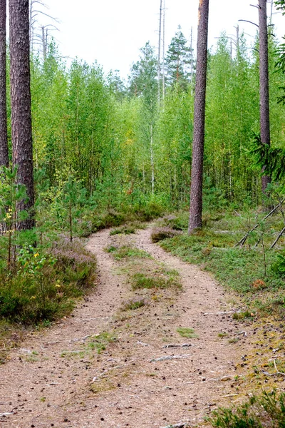 Prosté Venkovské Štěrková Cesta Létě Lesní Krajině Stromy Kolem Mraky — Stock fotografie