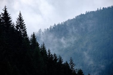 Batı Karpat Dağları'nda sisli ormanın panoramik görünüm. 