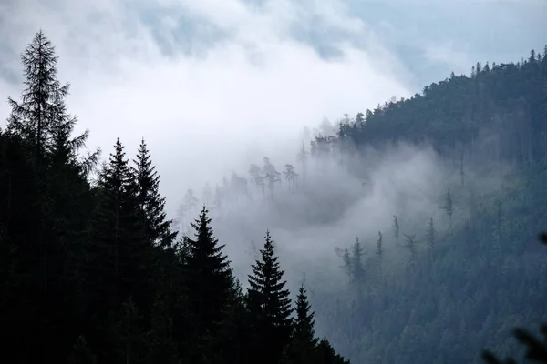 Panoramiczny Widok Mglisty Las Zachodnich Karpatach Tatra Mglisty Zachód Słońca — Zdjęcie stockowe
