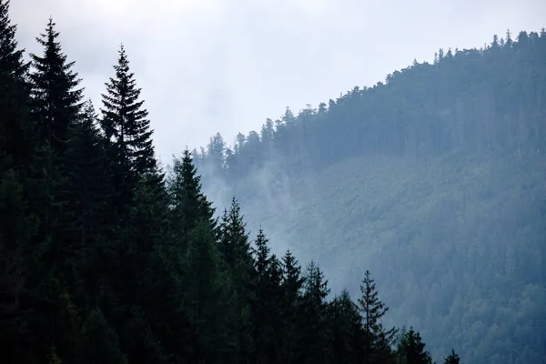 Panoramiczny widok Mglisty las w zachodnich Karpatach. — Zdjęcie stockowe