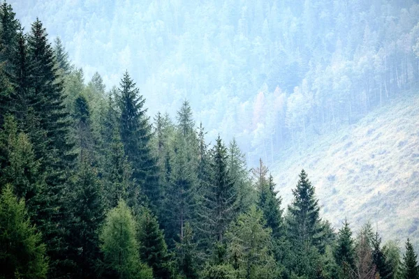 Batı Karpat Dağları'nda sisli ormanın panoramik görünüm. 