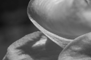 güzel arka plan çiçek bırakın doku kontrastlı hatları ve tek renkli gradyanlar ile