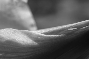 güzel arka plan çiçek bırakın doku kontrastlı hatları ve tek renkli gradyanlar ile