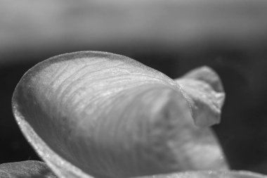 güzel arka plan çiçek bırakın doku kontrastlı hatları ve tek renkli gradyanlar ile