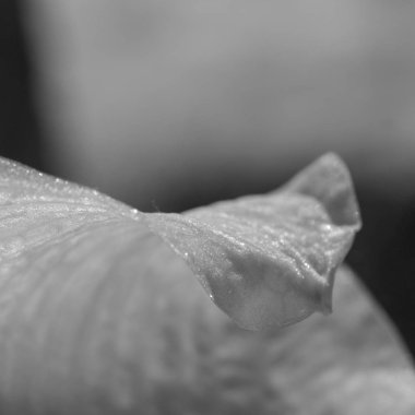 güzel arka plan çiçek bırakın doku kontrastlı hatları ve tek renkli gradyanlar ile