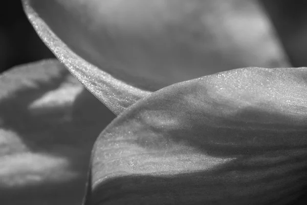 Beautiful Abstract Background Flower Leave Texture Contrasty Lines Monochrome Gradients — Stock Photo, Image