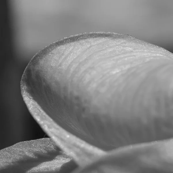 Beautiful Abstract Background Flower Leave Texture Contrasty Lines Monochrome Gradients — Stock Photo, Image