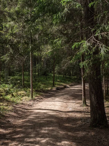 Enkla Grus Landsväg Sommar Landsbygden Skog Med Träd Runt Och — Stockfoto