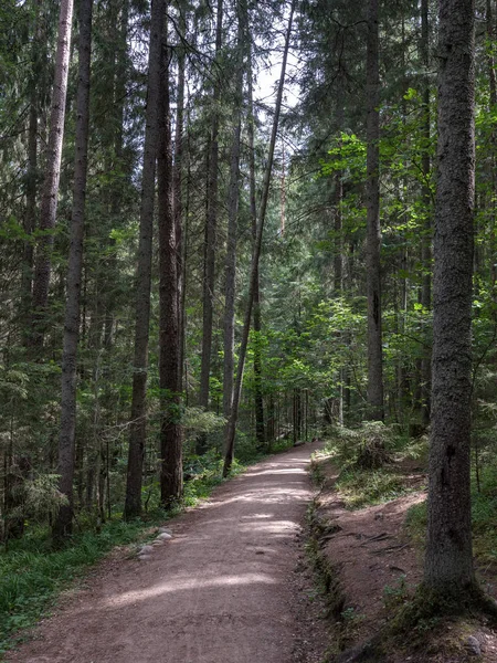 Prosté Venkovské Štěrková Cesta Létě Lesní Krajině Stromy Kolem Mraky — Stock fotografie