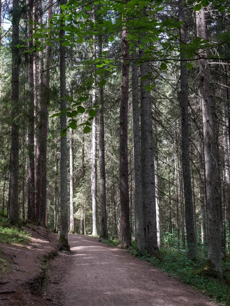 Απλή Χώρα Χωματόδρομο Καλοκαίρι Στο Ύπαιθρο Δάσος Δέντρα Γύρω Και — Φωτογραφία Αρχείου
