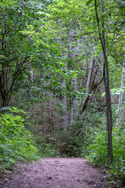 乡村森林里的乡间小石子路 四周绿树成荫 天空乌云密布 — 图库照片