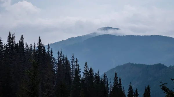 Batı Karpat Dağları'nda sisli ormanın panoramik görünüm. — Stok fotoğraf