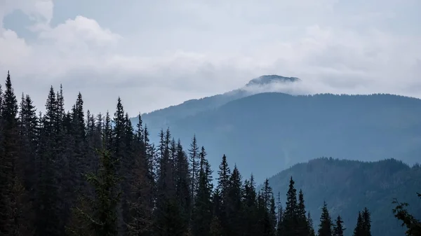 Vue Panoramique Sur Forêt Brumeuse Dans Les Montagnes Des Carpates — Photo