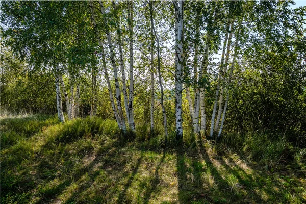 Texture Tronc Bouleau Dans Lumière Directe Soleil Dans Une Journée — Photo