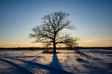 Kışın kar tam alanlarında büyük ağacın arkasında renkli günbatımı